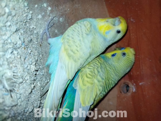 ১ জোড়া এডাল্ট বাজরিগার রানিং পেয়ার